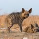 Illustration for article titled Wednesday Hyena - Hyaena hyaena Edition